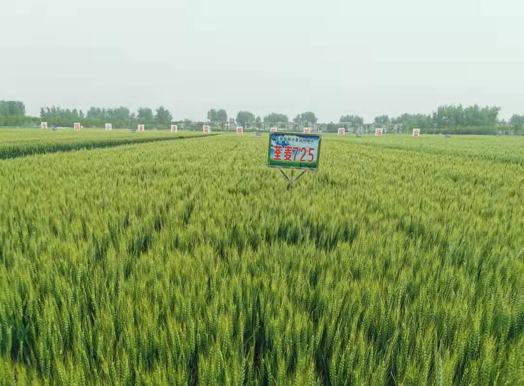 1、荃麦725.jpg 1、荃麦725.jpg